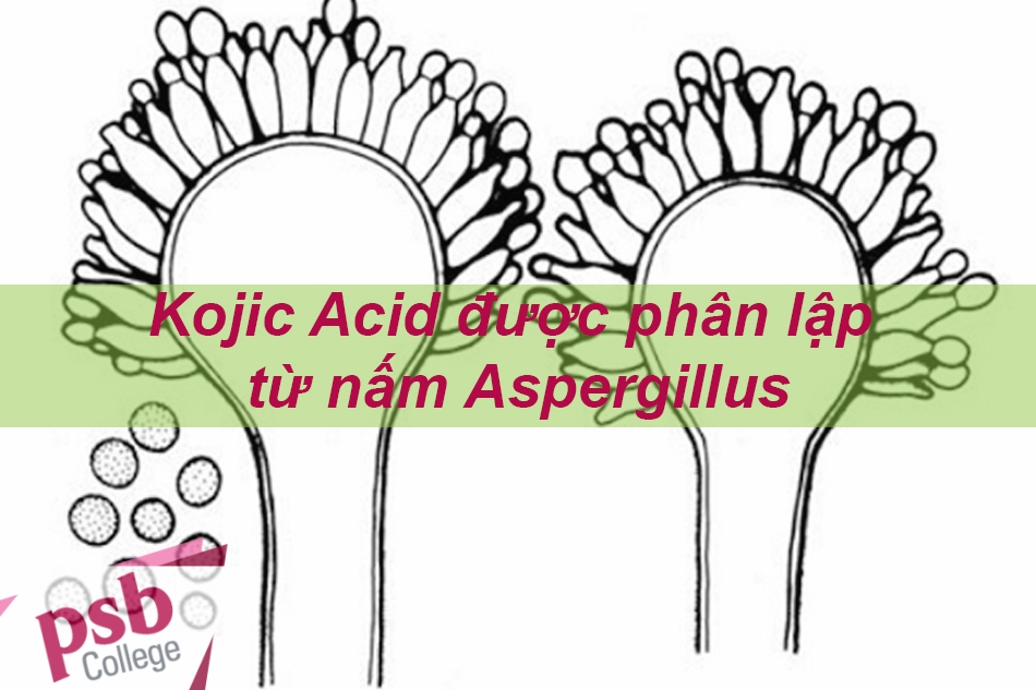 Kojic Acid phân lập từ nấm Aspergillus Oryzae