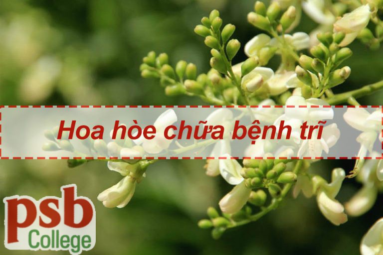 Hoa hòe chữa bệnh trĩ