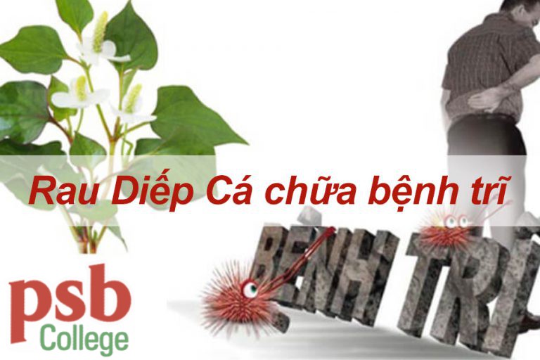 Rau diếp cá chữa bệnh trĩ