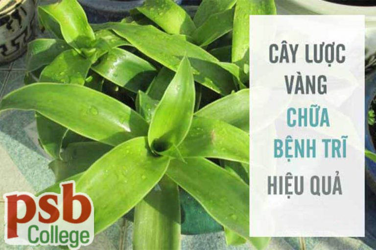 Cậy lược vàng chữa bệnh trĩ