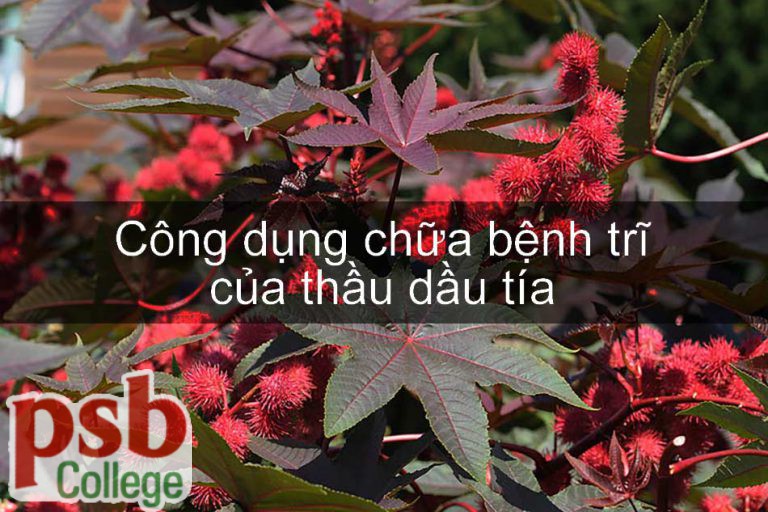 Hình ảnh cây thầu dầu tía chữa bệnh trĩ