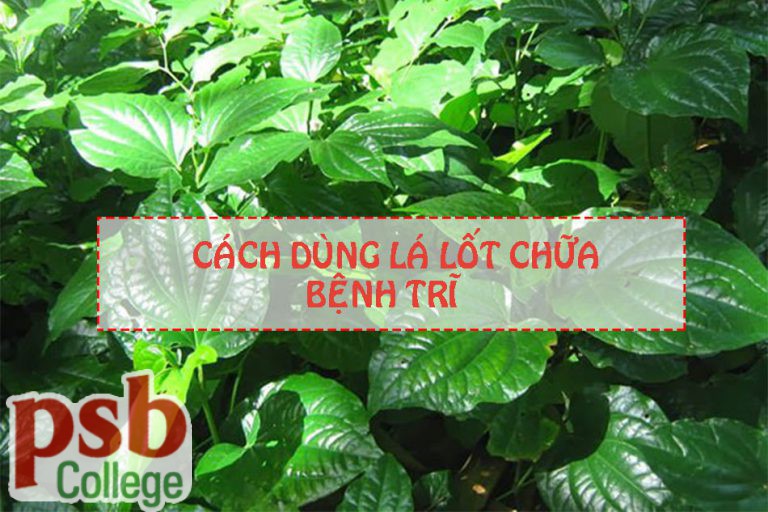 Hình ảnh chữa bệnh trĩ bằng lá lốt