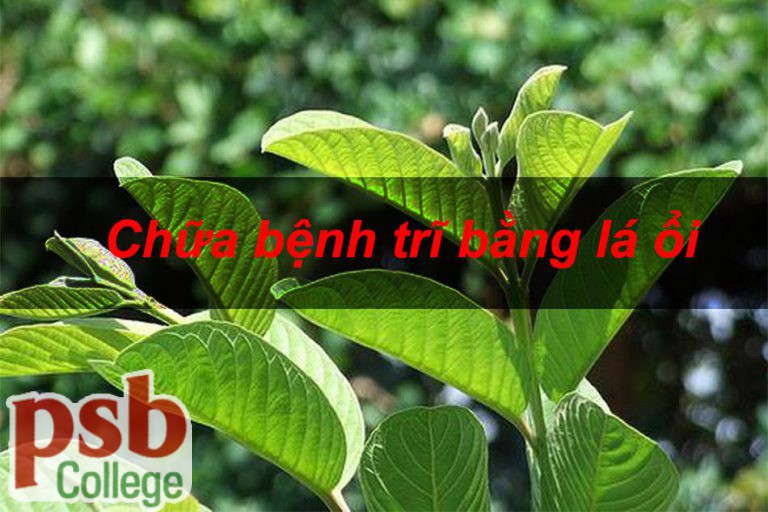 Hình ảnh chữa bệnh trĩ bằng lá ổi