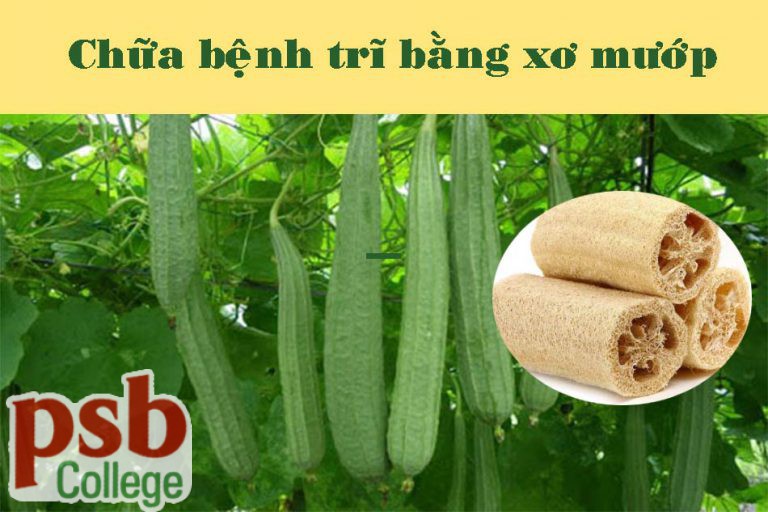 Chữa bệnh trĩ bằng xơ mướp