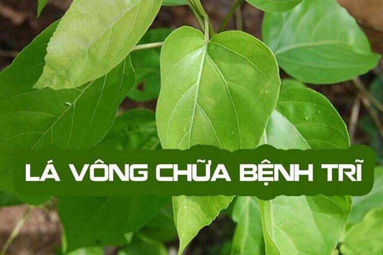 Lá vông chữa trĩ