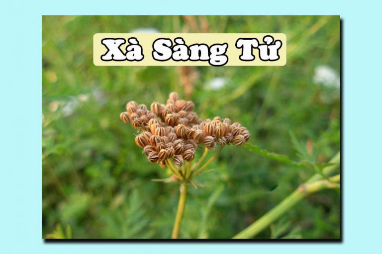 Xà Sàng Tử