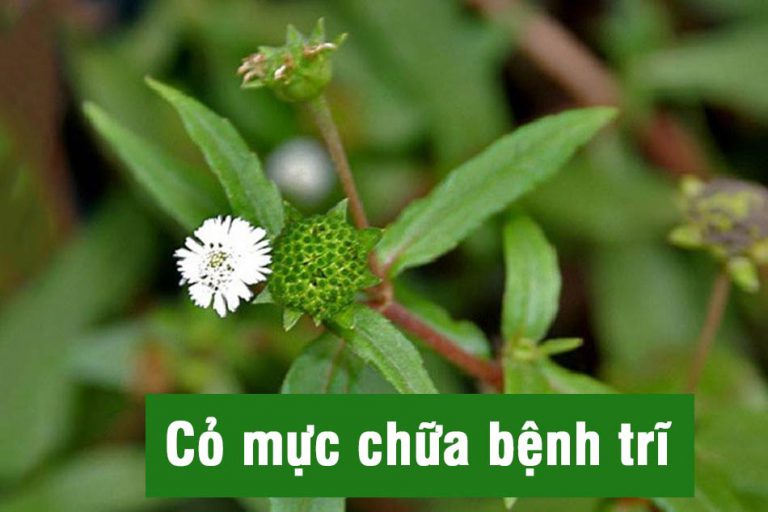 Cỏ mực chữa bệnh trĩ