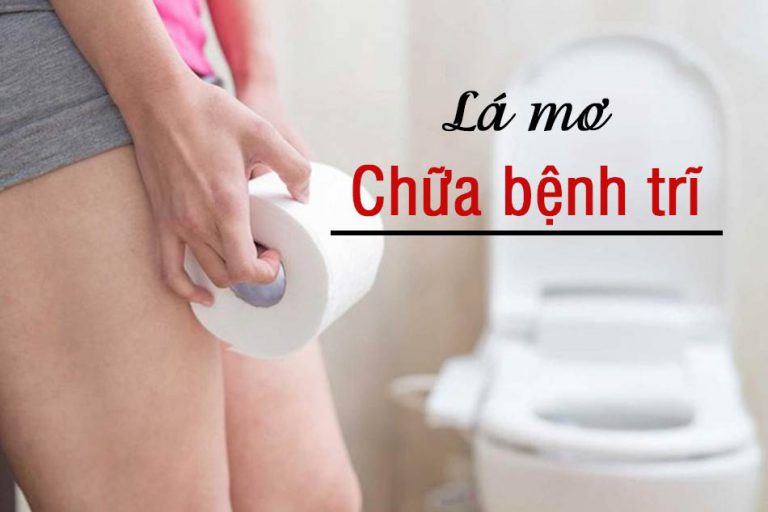 Lá mơ chữa bệnh trĩ