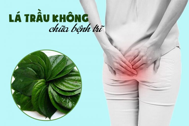 Lá trầu không chữa bệnh trĩ