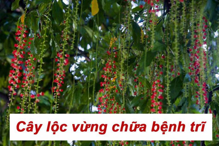 Cây lộc vừng chữa bệnh trĩ